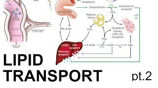 Lipid Transport pt 2 [upl. by Wiltsey45]