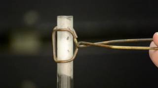 Decomposition of Ammonium Carbonate [upl. by Eirrehc275]