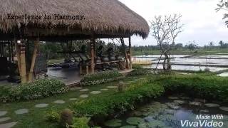 Visesa resort ubud [upl. by Acquah501]