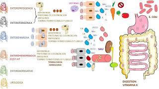 E COLI  Escherichia Coli [upl. by Anglo336]