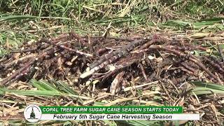 Copal tree farm sugar cane harvesting [upl. by Tomchay]