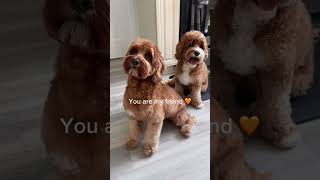 Meet adorable Australian labradoodles and send this to your friend 🧡 labradoodle breeder dog [upl. by Takeo]