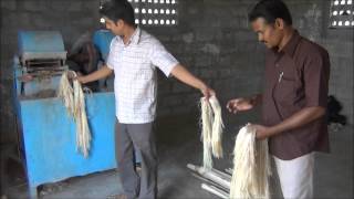 Banana Fibre Extraction [upl. by Michon]