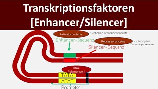 Transkriptionsfaktoren  Enhancer  Silencer Genregulation Eukaryoten  Biologie Oberstufe [upl. by Featherstone]