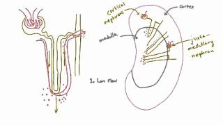 Vasa Recta  Specialized Capillaries in the Kidney [upl. by Oicelem988]