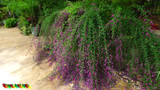 🌺Amazing Pollinator Shrub 🌺 Lespedeza thunbergii [upl. by Kcirdorb]