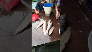 River roe fish at the price of water Cottonfish ruifish fish fishing shorts [upl. by Atelra]