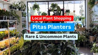 Big Box Store Plant Shopping Alternative Shop Pitas Planters Rare and Uncommon Houseplants Shopping [upl. by Ahcire102]