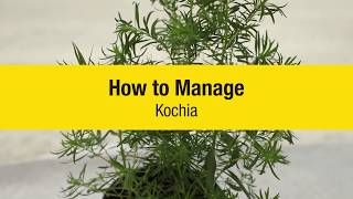 How It’s Done Identify and Manage Kochia [upl. by Brelje]