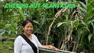 Arecanut plantation and Nursery plantation with my sister in law Mrs Maro Mishmi [upl. by Aidile763]