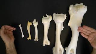 Comparative anatomy of the humerus [upl. by Yelrebma]