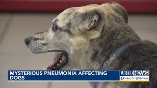 This one seems pretty scary Mysterious pneumonia affecting dogs [upl. by Llenrad401]