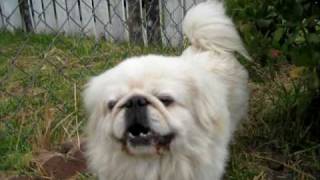 Pekingese dogs running around [upl. by Dante]