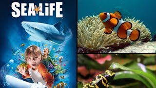 Review Sealife Blankenberge 2019  4K 60FPS [upl. by Ellatsyrc]