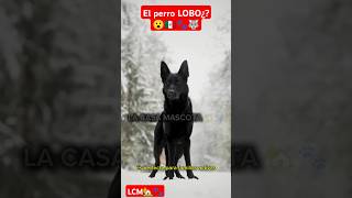 El Perro Lobo Mexicano que Debes Conocerquot🇲🇽🐺🐾😮 dog Calupoh cachorros perro [upl. by Hastie]