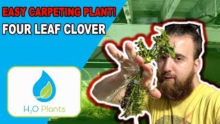 EASIEST CARPETING PLANT  Four Leaf Clover Aquarium Plant Guide [upl. by Moriyama]