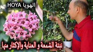 نبتة الشمعة  زراعة نبات الهويا و رعايتها و طرق الإكثار منها Hoya Carnosa [upl. by Annaiek302]