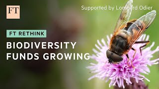 Biodiversity funds are springing up in the investor market  FT Rethink [upl. by Llenej15]