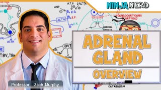 Endocrinology  Adrenal Gland Overview [upl. by Raamal]