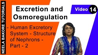 Excretion and Osmoregulation  NEET  Human Excretory System  Structure of Nephrons  Part 2 [upl. by Narol118]