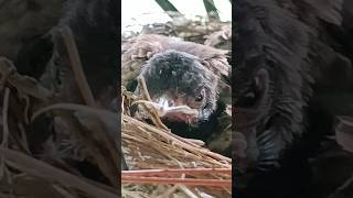 2nd set of nestlings  on the same nest [upl. by Lessig302]