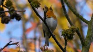 European Robin Erithacus rubecula  Rotkehlchen 08 [upl. by Eihtak]