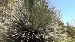 Plant Traveller Dasylirion Longissimum Mexican Grass Tree [upl. by Karli]