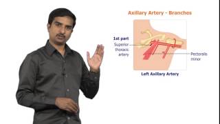 Examination of Lymph Nodes [upl. by Aham979]