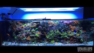 1000l Meerwasseraquarium nach Umbau  265gal Reef Tank [upl. by Eserehs]