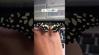 from Caterpillars to Butterflies🐛🦋🫶 butterfly couplegoals caterpillars trending viral wildlife [upl. by Greenburg]