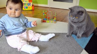 British Shorthair Cat and Baby  Playing Together [upl. by Odnomra]