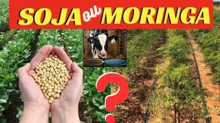 QUAL A MELHOR OPÇÃO PARA FORRAGEM ANIMAL SOJA OU MORINGA 🌿🍃🌱🤔🤔🤔🤔🤔🤔 [upl. by Licha]