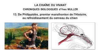 13 De Philippidès 1er marathonien de l’Histoire au système de refroidissement du cerveau du chien [upl. by Alaet230]