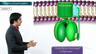 Oxidative phosphorylation Animation  Formation of ATP amp sites of ATP synthesis [upl. by Prud]