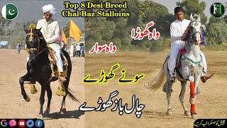 Top 8 Chal Baz Horse I Desi breed I mushka Ghora I Nukra ghora I Chamba ghora I Stud I Horse Channel [upl. by Lerat144]