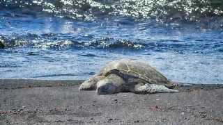 Punaluu Beach Black Sand Beach [upl. by Dowzall416]