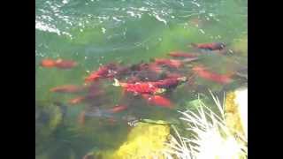 Adams River Salmon Run [upl. by Mickelson]