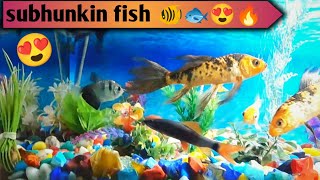 Shubunkin Goldfish Rainbow Shark Aquarium Tank [upl. by Nit]