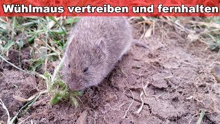 Wühlmäuse effektiv vertreiben amp bekämpfen mit saurer Buttermilch – Wühlmaus im Garten Hausmittel [upl. by Novak]