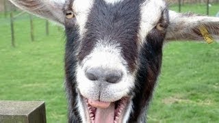 Funny Goats Screaming like Humans [upl. by Eltsirhc]