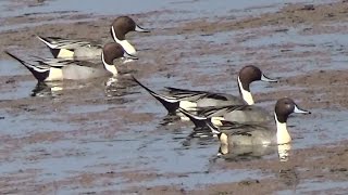 Northern Pintail Ducks  Male  HD  Mangalajodi Chilika Lake Odisha [upl. by Nale]