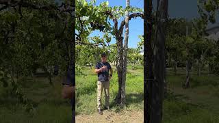 Meeting an ancient vine in Taurasi [upl. by Athalee]