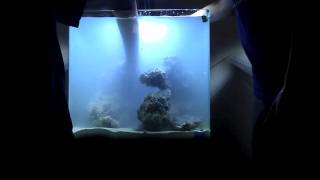 Nuvo 30 Gallon Aquascaping Timelapse [upl. by Levison]