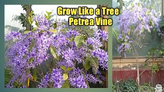 Grow Petrea Vine Like a Tree  How To Grow Petrea vine plant  Petrea Tree [upl. by Nazler]