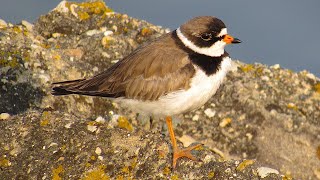 Semipalmated Plover  spring [upl. by Enajiram]