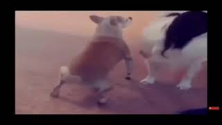 Dog twerking to peepeepoopoo song for 1 hour [upl. by Perdita]