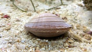 Facts The Northern Quahog Hard Clam [upl. by Nylirrej565]