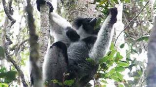 Lemurs of Madagascar  Telofangady Iarivoko [upl. by Nadirehs]