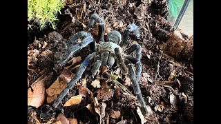 Cyriopagopus lividus Cobalt Blue Tarantula rehouse and care [upl. by Ynehteb]