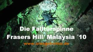 Trapdoor Spider hunting for Gras live not in a terrarium Slow mow Malaysia 2010 [upl. by Hnao]